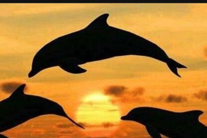 Baraka Aquarium and Dolphin Sightseeing with Sunset Cruise - The Itinerary in Detail