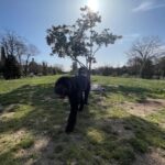 Barcelona: Hidden Gems Walking Tour with a Local & Dog - Why This Tour is Worth Considering