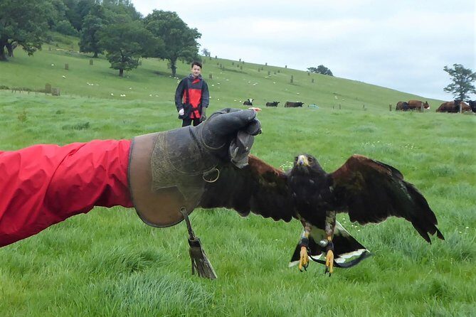 Bath City Tour & Fly a Hawk Experience - Day Tour from Bath - The Falconry & Hawk Flying: A Truly Special Experience
