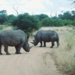 Bathongo Rhino & lion park nature reserve tour - Who Will Love This Tour?