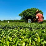 Batumi: City Tour, Tea Plantation & Gonio Fortress Trip - A Farm-to-Table Georgian Lunch