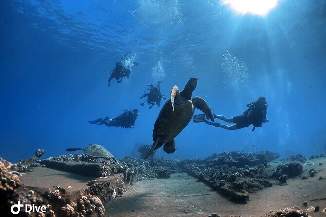 Beginner Scuba Dive in Lahaina: Swimming Required - Analyzing the Value