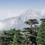 Beiteddine and Al-Chouf Cedar Reserve - The Itinerary in Detail
