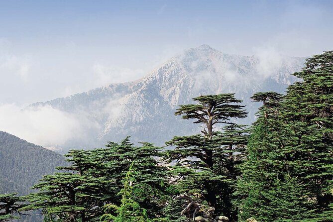 Beiteddine and Al-Chouf Cedar Reserve - The Itinerary in Detail