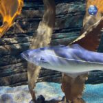 Beluga Whale Sanctuary - Admissions - The Realities and Considerations