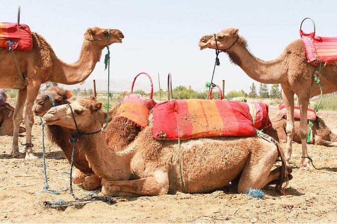 Berber Villages 3 Valleys & Camel ride Atlas Mountains Day Trip - Authentic Experiences and Local Insights