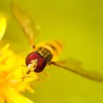 Berlin: Macro photography course - Nature in detail - Practical Details and Value