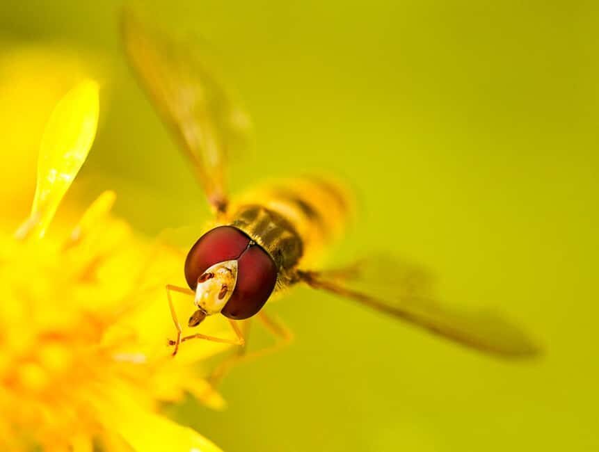 Berlin: Macro photography course - Nature in detail - Practical Details and Value