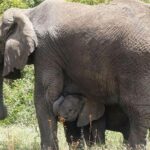 Best 3 days Tanzania shared Safari Tarangire Ngorororo Manyara - What’s Included and What’s Not
