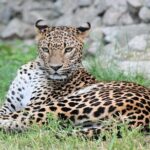 Best 5 Days Tanzania Private Luxury Safari with luxury Lodges - Itinerary Breakdown: What to Expect
