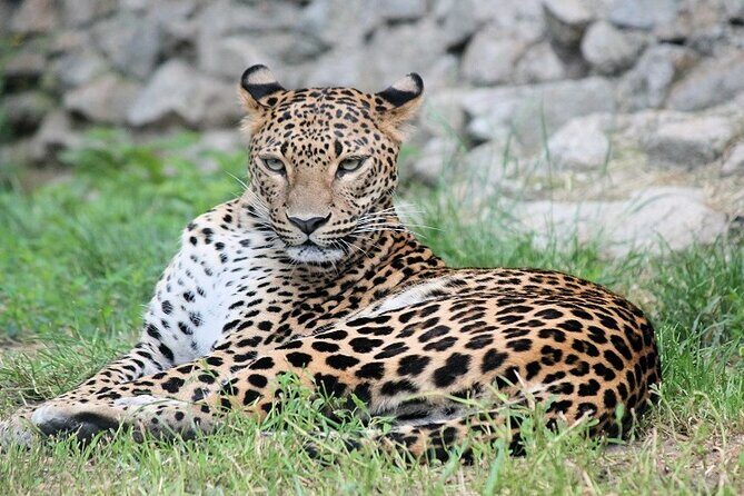 Best 5 Days Tanzania Private Luxury Safari with luxury Lodges - Itinerary Breakdown: What to Expect
