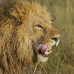 Best 7 Day 6-Night Tanzania Big Five Midrange Private Safari - Who Is This Safari Best For?