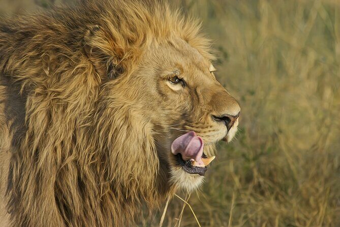 Best 7 Day 6-Night Tanzania Big Five Midrange Private Safari - Who Is This Safari Best For?