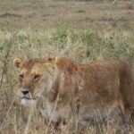 Best Ngorongoro crater Tanzania Safari 1- Day tour Experience - Transportation & Group Size