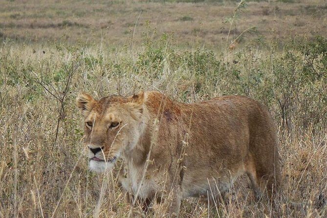 Best Ngorongoro crater Tanzania Safari 1- Day tour Experience - Transportation & Group Size