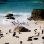 Best of Cape Town Full Day Tour - Who Should Consider This Tour?
