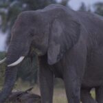 Best of Kenya Safari - What Makes This Tour Stand Out