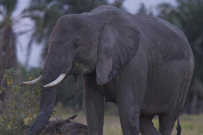 Best of Kenya Safari - What Makes This Tour Stand Out