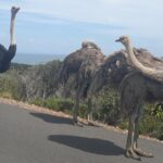 Best Of The Cape 8 Hour Private Tour - Practical Tips and Considerations