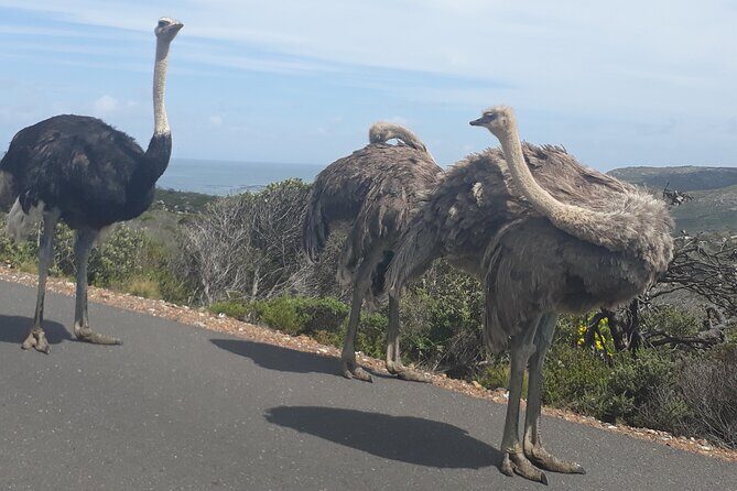 Best Of The Cape 8 Hour Private Tour - Practical Tips and Considerations