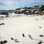 Best of the Cape Full Day Private Tour - What Makes This Tour Special?