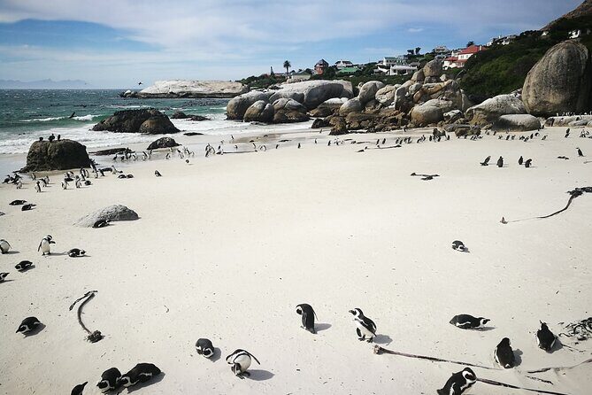 Best of the Cape Full Day Private Tour - What Makes This Tour Special?