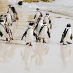 Best of the Cape Peninsula Private Tour - Transportation and Practical Details