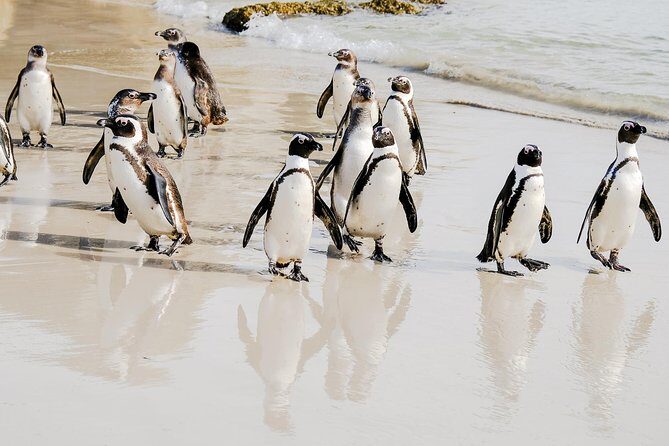 Best of the Cape Peninsula Private Tour - Transportation and Practical Details