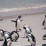 Best of the Cape Private full day tour - Why This Tour Offers Great Value
