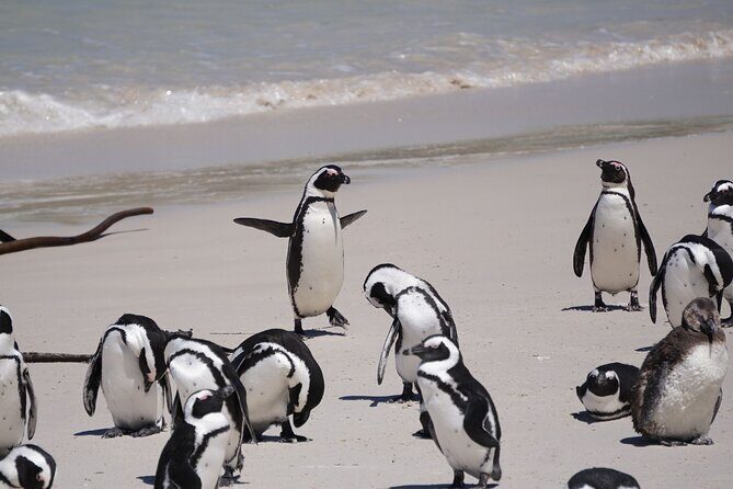 Best of the Cape Private full day tour - Why This Tour Offers Great Value