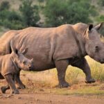 Best South Africa Tour to Kruger National Park and Cape Town - Final Thoughts