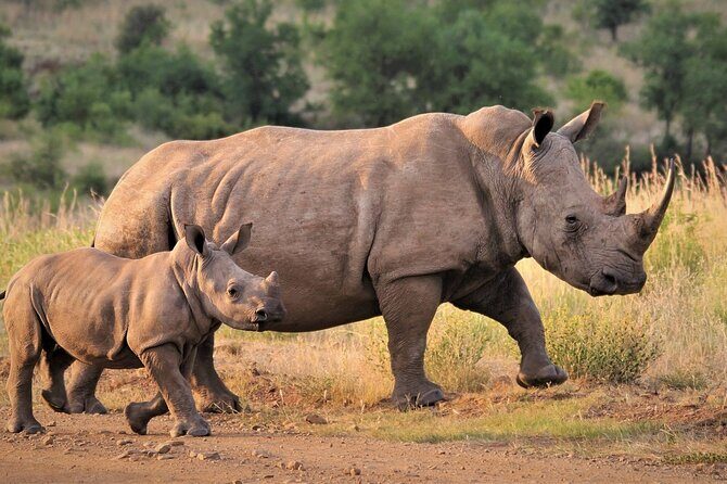 Best South Africa Tour to Kruger National Park and Cape Town - Final Thoughts