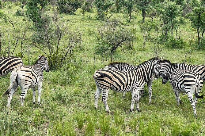 BIG 5 Kruger 4 Day Safari From Johannesburg - What Sets This Tour Apart