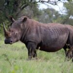 Big 5 Kruger National Park 2 Days Safari from Johannesburg - The Itinerary in Detail: What You Can Expect