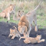 Big 5 Safari Durban Day Tour from Durban - Key Points