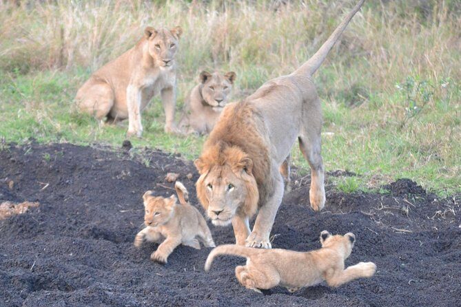 Big 5 Safari Durban Day Tour from Durban - Key Points