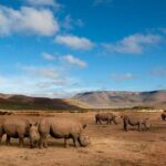 Big 5 Safari One Day Tour - Itinerary Breakdown