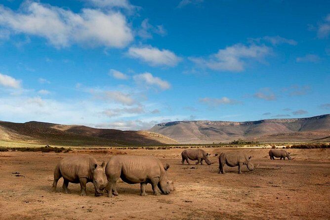 Big 5 Safari One Day Tour - Itinerary Breakdown