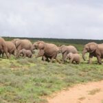 Big 5 Tour from Port Elizabeth - Key Points