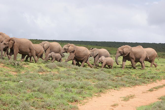 Big 5 Tour from Port Elizabeth - Key Points