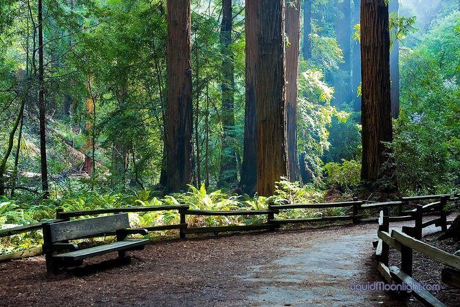 Big Bus San Francisco: Guided Muir Woods Tour - The Real-World Experience: What Travelers Say
