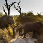 Big Five Afternoon Game Safari in Kruger National Park from Hazyview - Key Points