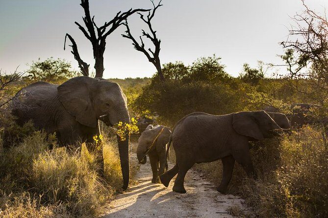 Big Five Afternoon Game Safari in Kruger National Park from Hazyview - Key Points