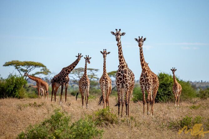 Big Five Classic Safari in Tanzania **Sustainable Travel approach - Who Is This Safari Best For?