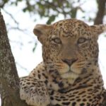 Big Five Luxury Safari in Tanzania - Who Is This Tour Best For?