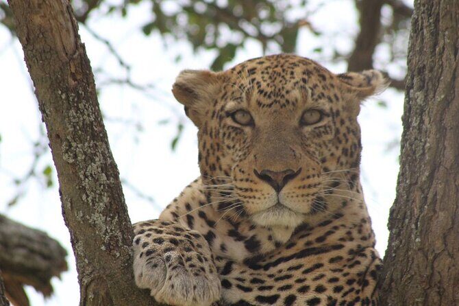 Big Five Luxury Safari in Tanzania - Who Is This Tour Best For?