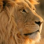 Big Five Safari and Breede River Valley Guided Day Trip - A Practical Breakdown of the Tour Experience