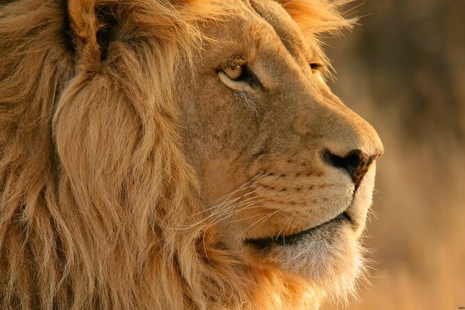 Big Five Safari and Breede River Valley Guided Day Trip - A Practical Breakdown of the Tour Experience