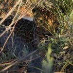 Big Five Safari Experience Near Cape Town ,South Africa - What We Love About the Tour