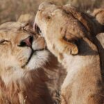 Big Five Safari In Tanzania - Introduction: Why This Tanzania Safari Stands Out